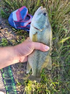 Largemouth Bass