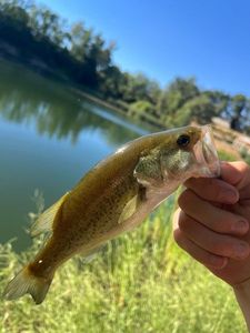 Largemouth Bass