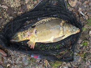 Mirror Carp