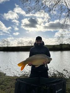 Common Carp