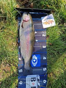 Rainbow Trout