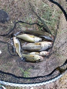 Largemouth Bass