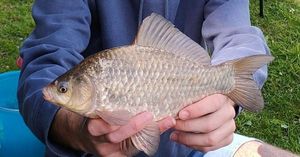 Crucian Carp