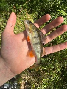 European Perch