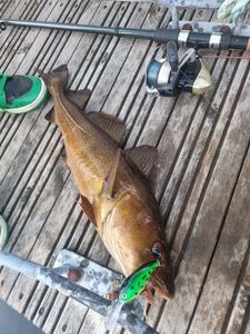 Pacific Cod