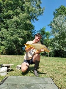 Common Carp