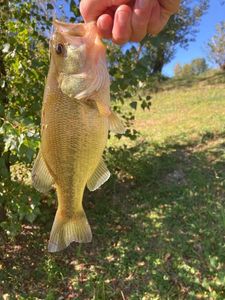 Largemouth Bass
