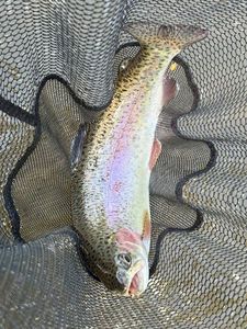 Rainbow Trout
