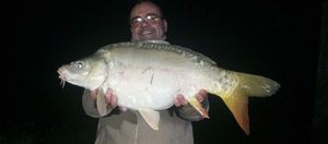 Mirror Carp