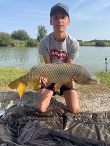 Common Carp