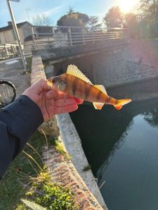 European Perch