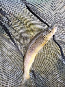 Brown Trout
