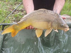 Common Carp
