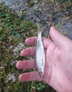 Common Dace