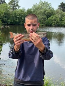 Brook Trout