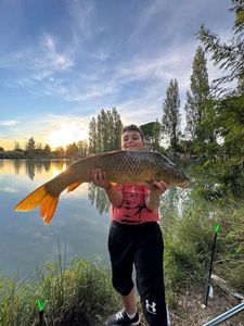 Common Carp