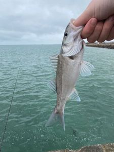 European Bass (Seabass)