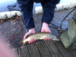 Northern Pike