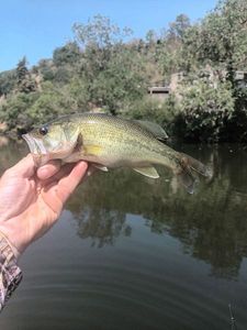 Largemouth Bass