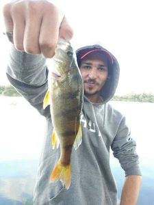 European Perch