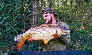 Common Carp