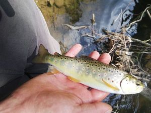 Brown Trout