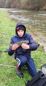 Brown Trout