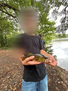 Largemouth Bass
