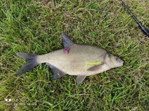 Common Bream