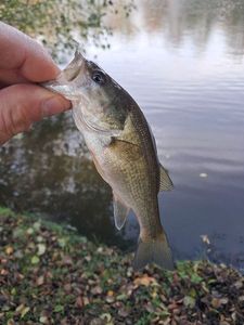 Largemouth Bass