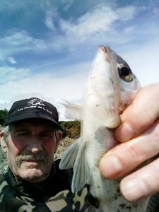 Black Seabream