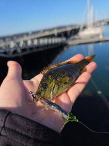 Axillary Wrasse