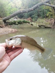 Largemouth Bass