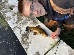 Tench