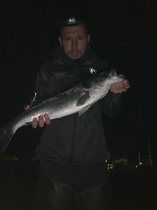 European Bass (Seabass)