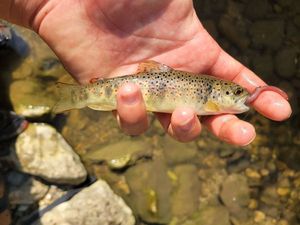 Brown Trout