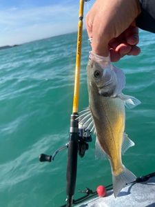 European Bass (Seabass)