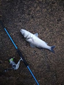 European Bass (Seabass)