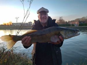 Zander