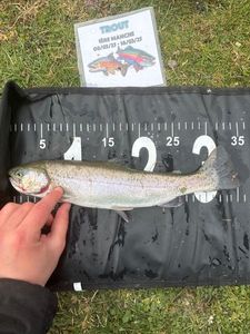 Rainbow Trout