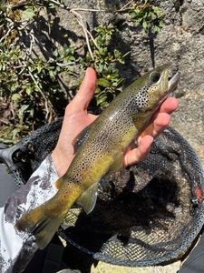 Brown Trout