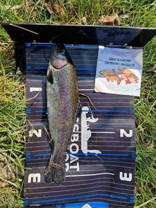 Rainbow Trout