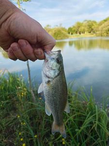 Largemouth Bass