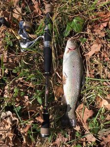 Rainbow Trout