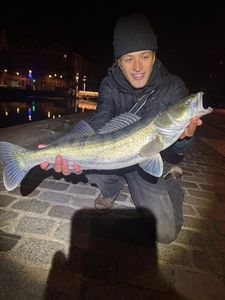 Zander