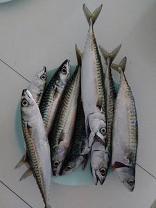 Mackerel
