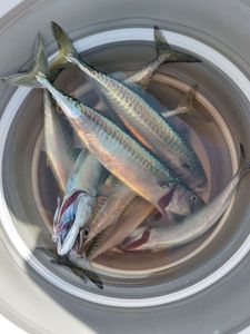 Mackerel