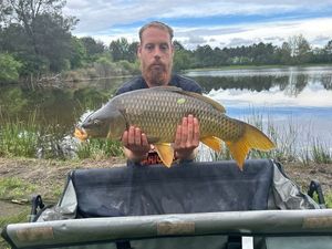Common Carp