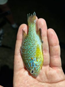 Green Sunfish