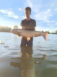 Grass Carp